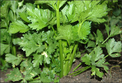 Một số thực phẩm tốt cho người cao huyết áp p436410 Một số thực phẩm tốt cho người cao huyết áp