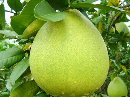 Sự thật về 6 thực phẩm giảm cân