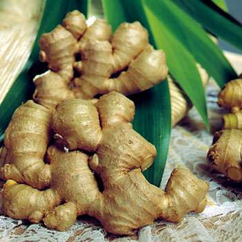 Bài thuốc Đông y chữa bệnh viêm mũi