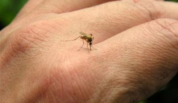 Sốt xuất huyết – Triệu chứng và cách điều trị