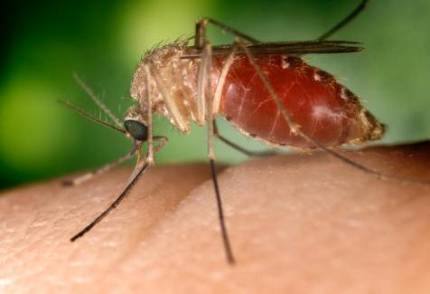 Muỗi truyền bệnh sốt xuất huyết là do đâu? 1